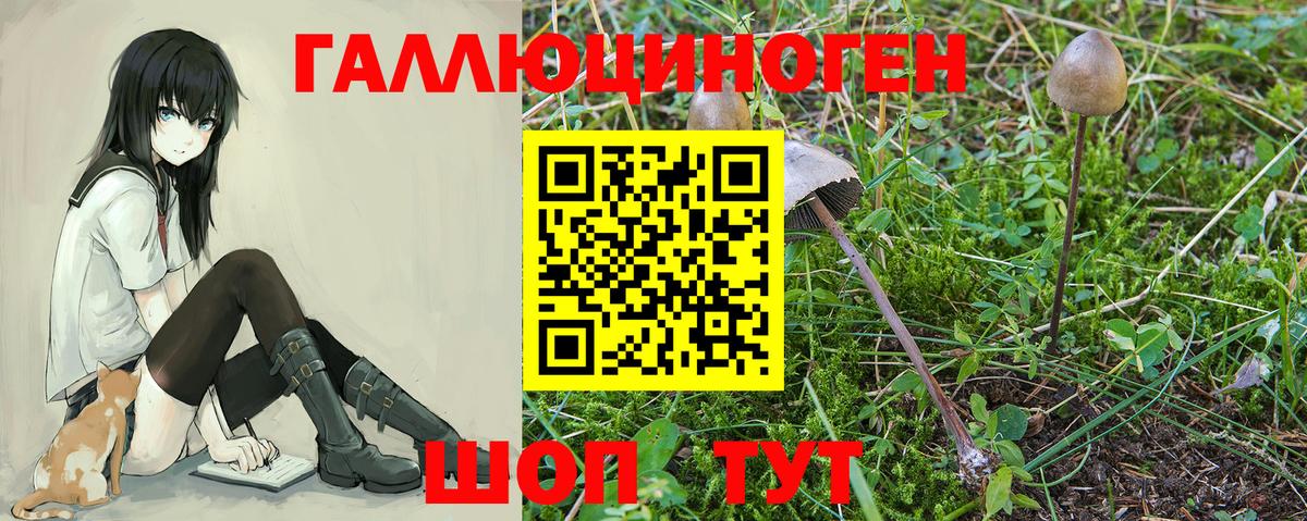 где найти наркотики  Вход с VPN  Абинск  Псилоцибиновые грибы Cubensis 